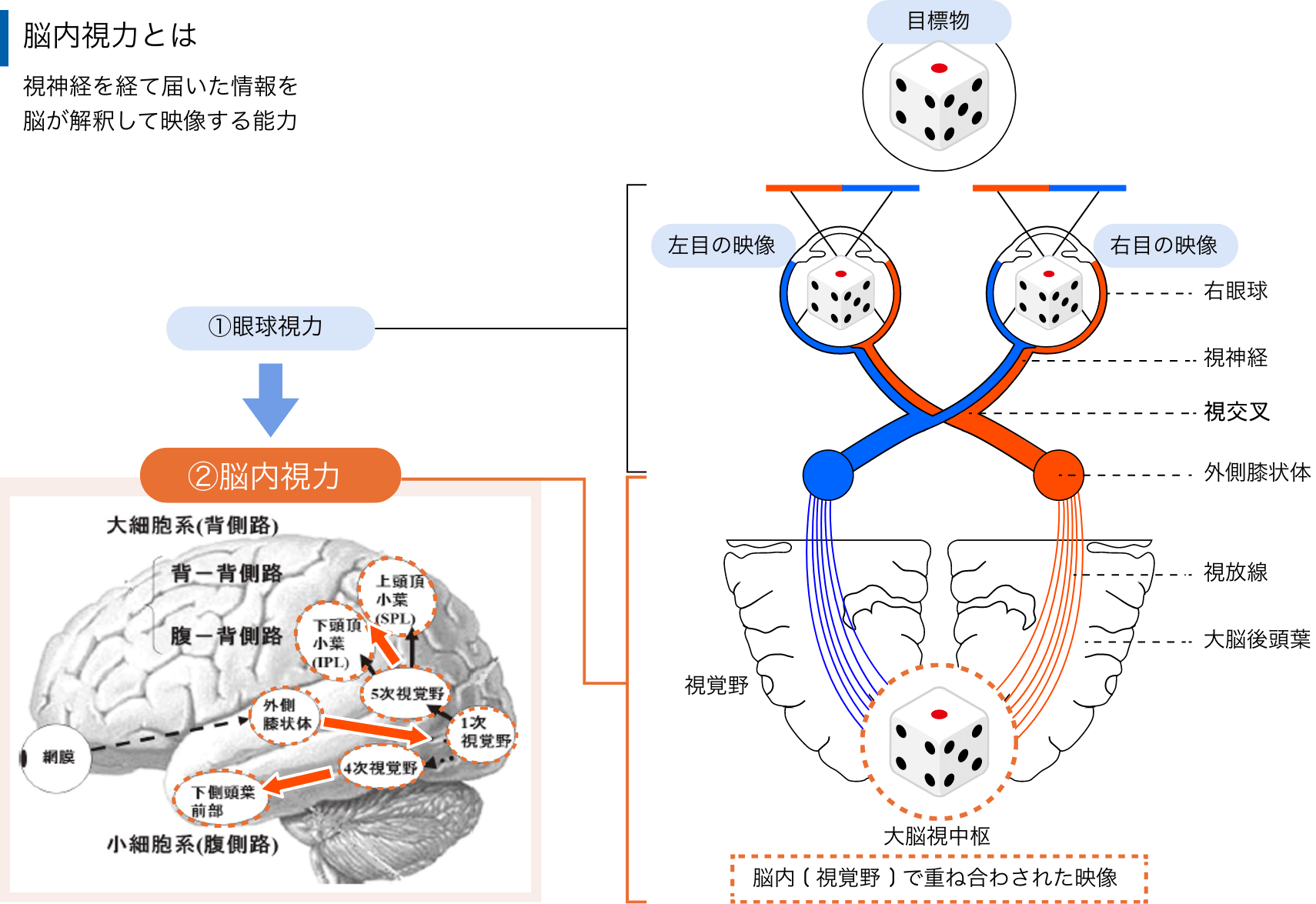 脳内視力とは