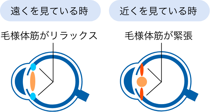 毛様体筋を緊張させ、水晶体の厚みを増し、目標物にピントを合わせます。