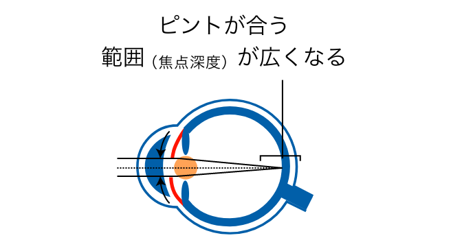 虹彩が収縮し焦点深度を深くさせることでピント合わせに協力します。