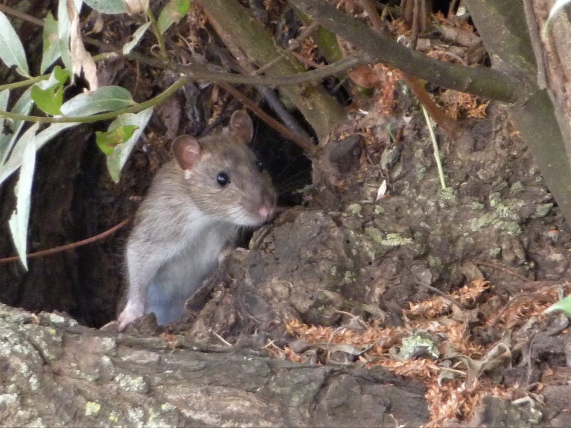 巣穴から顔を出す野鼠