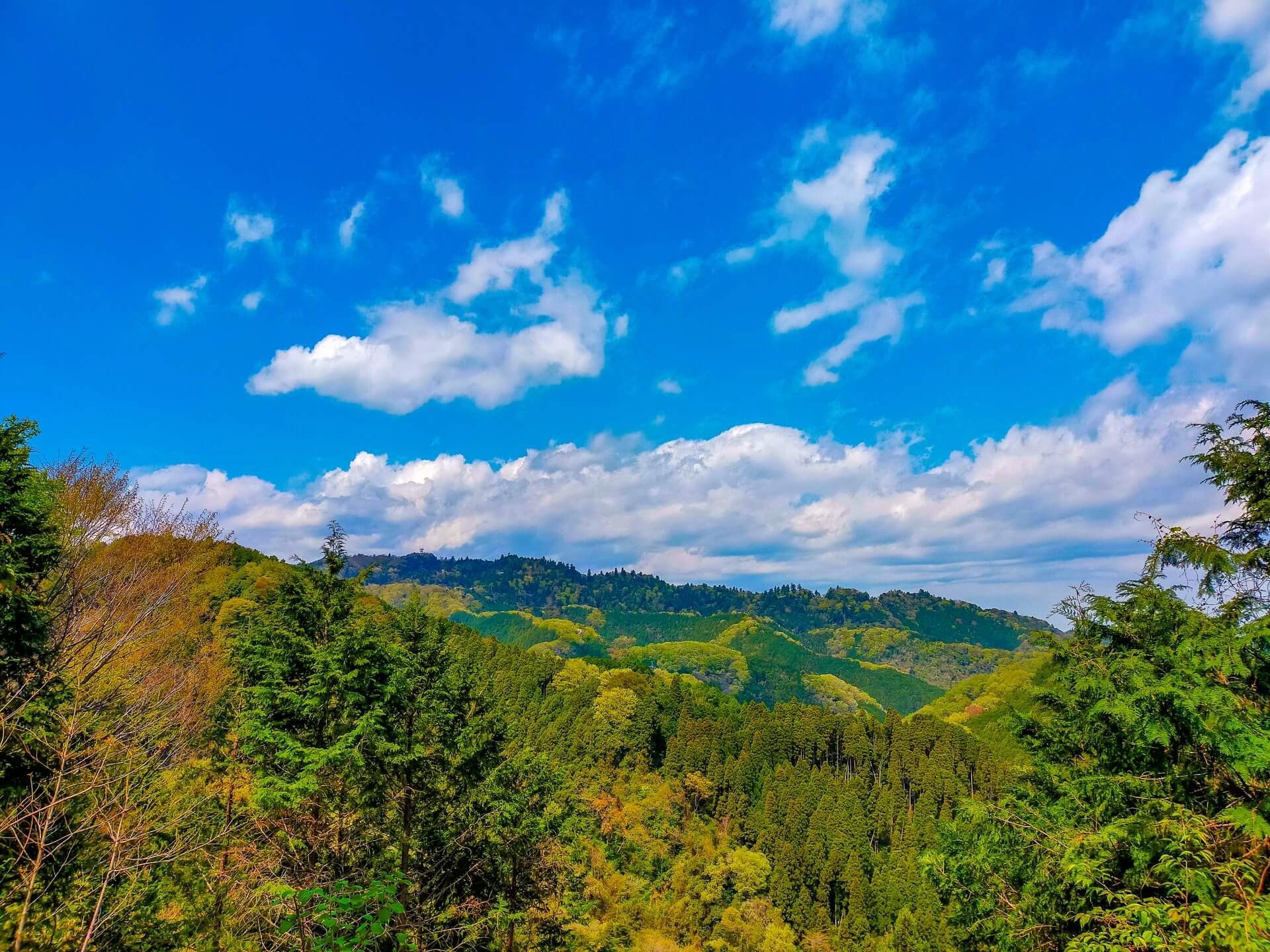 新緑の風景